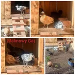 Malinowy Gaj - Z Alpakami I Innymi Zwierzetami Homestay *