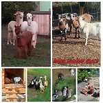 Malinowy Gaj - Z Alpakami I Innymi Zwierzetami Accommodatie bij particulieren Swietajno (Szczytno)