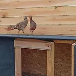 Malinowy Gaj - Z Alpakami I Innymi Zwierzetami * Swietajno (Szczytno)
