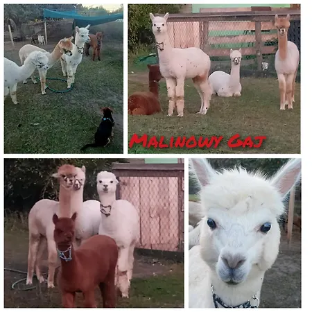 Malinowy Gaj - Z Alpakami I Innymi Zwierzetami