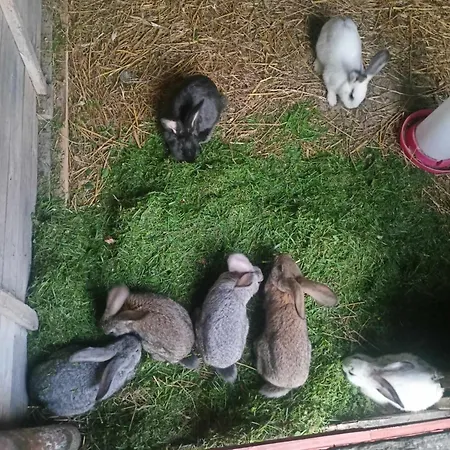 Homestay Malinowy Gaj - Z Alpakami I Innymi Zwierzetami