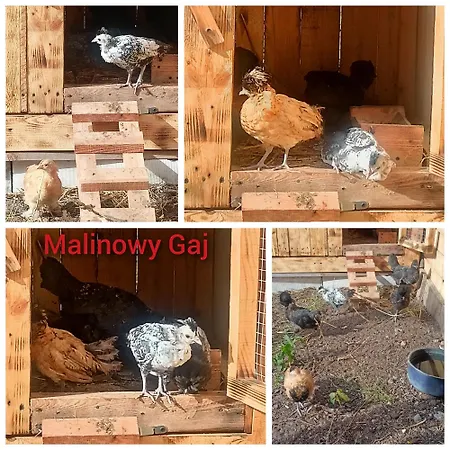 Malinowy Gaj - Z Alpakami I Innymi Zwierzetami Homestay *