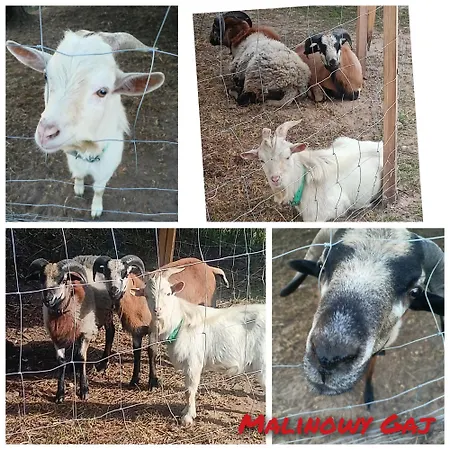 Проживание в семье Malinowy Gaj - Z Alpakami I Innymi Zwierzetami *