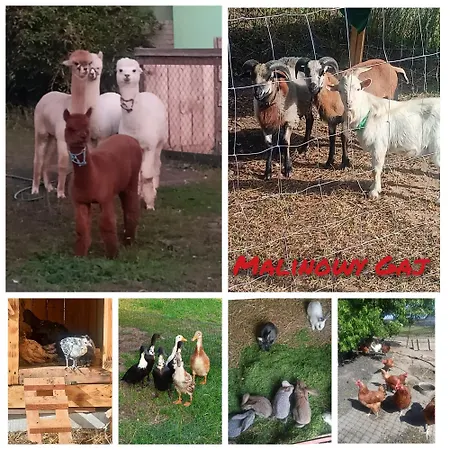 Malinowy Gaj - Z Alpakami I Innymi Zwierzetami Homestay Swietajno (Szczytno)