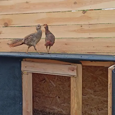 Malinowy Gaj - Z Alpakami I Innymi Zwierzetami * Swietajno (Szczytno)