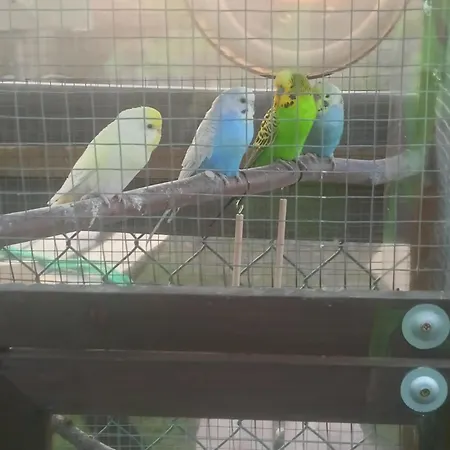 Malinowy Gaj - Z Alpakami I Innymi Zwierzetami Swietajno (Szczytno)