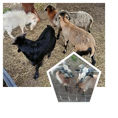 Malinowy Gaj - Z Alpakami I Innymi Zwierzetami Проживание в семье Swietajno (Szczytno)